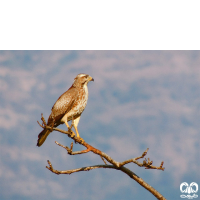 گونه سارگپه چشم سفید White-eyed Buzzard